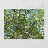 Branches van Dogwood Blossom Spring Trees Briefkaart (Voorkant)
