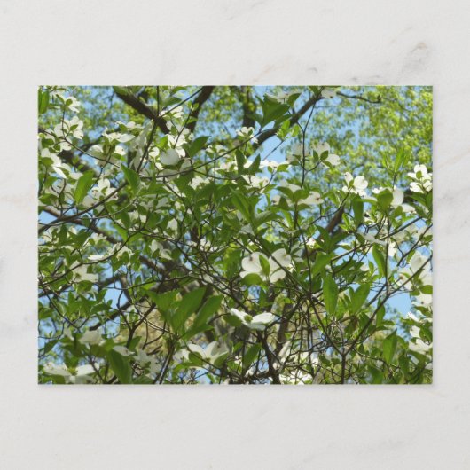 Branches van Dogwood Blossom Spring Trees Briefkaart (Voorkant)