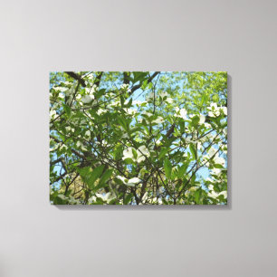 Branches van Dogwood Blossom Spring Trees Canvas Afdruk
