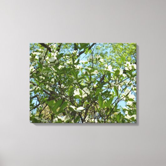 Branches van Dogwood Blossom Spring Trees Canvas Afdruk (Voorkant)