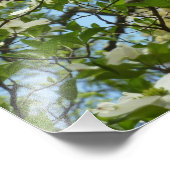 Branches van Dogwood Blossom Spring Trees Foto Afdruk (Hoek)