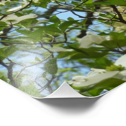 Branches van Dogwood Blossom Spring Trees Foto Afdruk (Hoek)