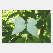 Branches van Dogwood Blossom Spring Trees Inpakpapier Vel (Voorkant 3)