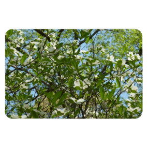 Branches van Dogwood Blossom Spring Trees Magneet