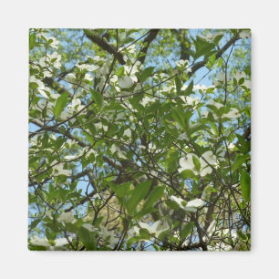 Branches van Dogwood Blossom Spring Trees Magneet