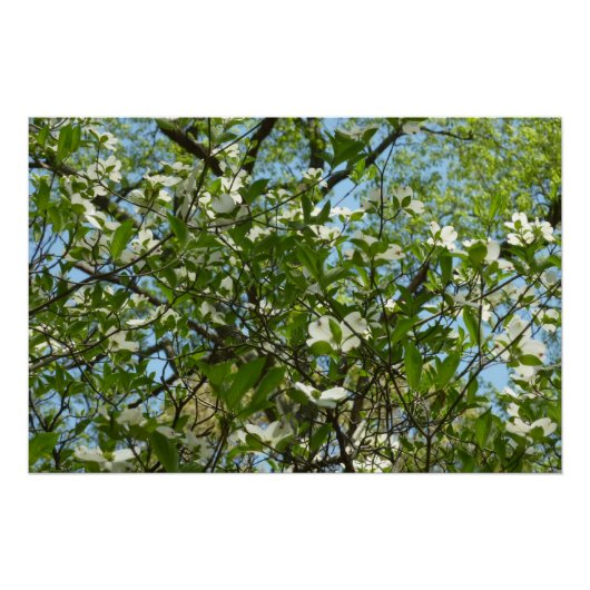 Branches van Dogwood Blossom Spring Trees Perfect Poster (Voorkant)