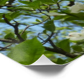 Branches van Dogwood Blossom Spring Trees Perfect Poster (Hoek)