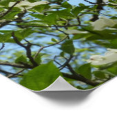 Branches van Dogwood Blossom Spring Trees Poster (Hoek)