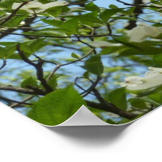 Branches van Dogwood Blossom Spring Trees Poster (Hoek)