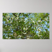 Branches van Dogwood Blossom Spring Trees Poster (Voorkant)