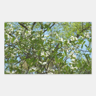 Branches van Dogwood Blossom Spring Trees Rechthoekige Sticker