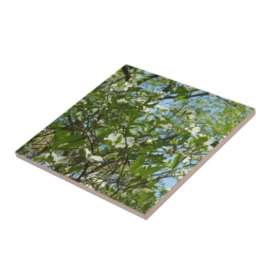 Branches van Dogwood Blossom Spring Trees Tegeltje (Zijkant)