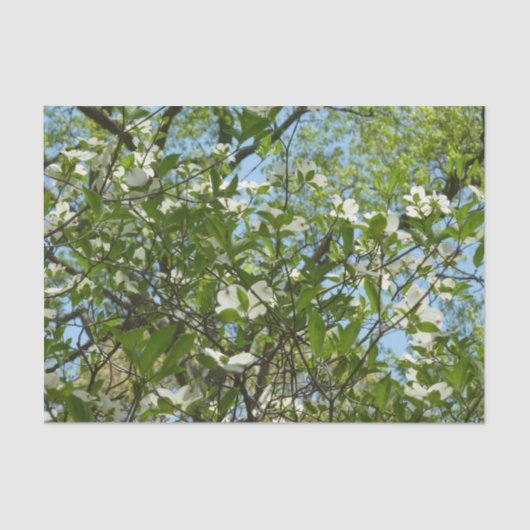 Branches van Dogwood Blossom Spring Trees Tissuepapier (Voorkant)