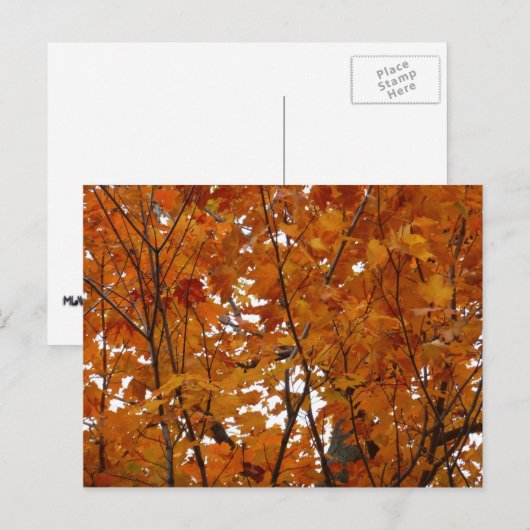Branches van Maple Leaves I Oranje herfst Briefkaart (Voorkant / Achterkant)