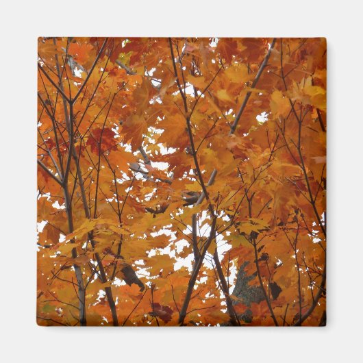 Branches van Maple Leaves I Oranje herfst Magneet (Voorkant)