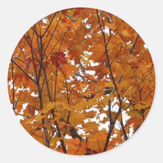 Branches van Maple Leaves I Oranje herfst Ronde Sticker (Voorkant)