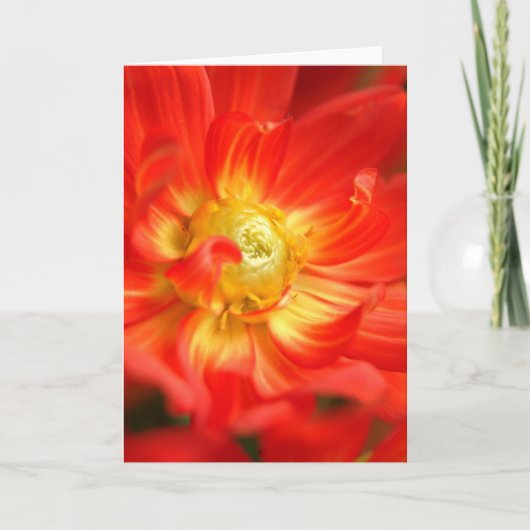 brand rode dahlia kaart (Voorkant)