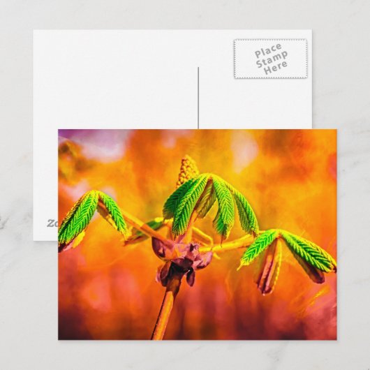 Brandbestendigheid Briefkaart (Voorkant / Achterkant)