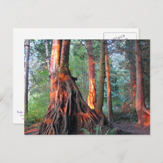 Brandbomen Briefkaart (Voorkant / Achterkant)