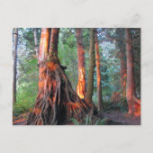 Brandbomen Briefkaart (Voorkant)