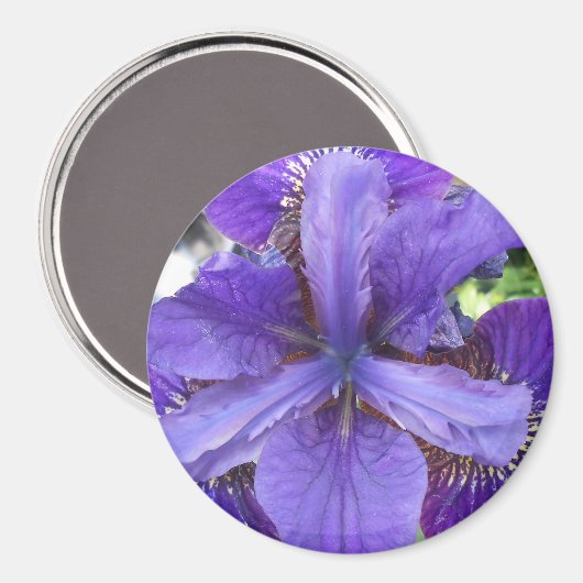 Brandeis Magneet (Voorkant / Achterkant)