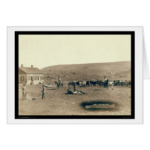 Brandende runderen SD 1891