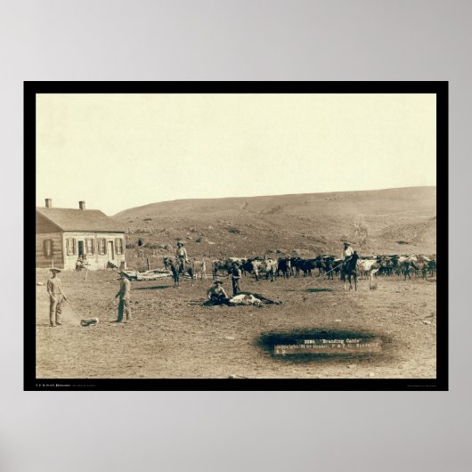 Brandende runderen SD 1891 Poster (Voorkant)