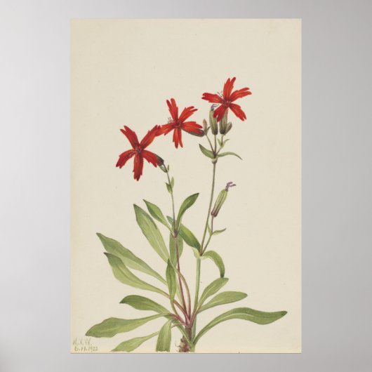 Brandroze (Silene virginica) Poster (Voorkant)