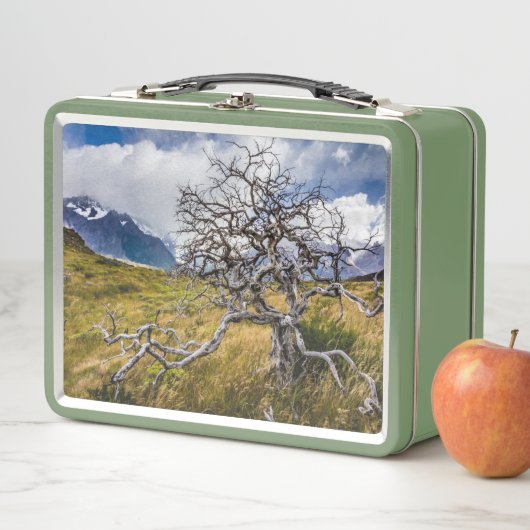 Brandstofboom, Torres del Paine, Chili (In situ)