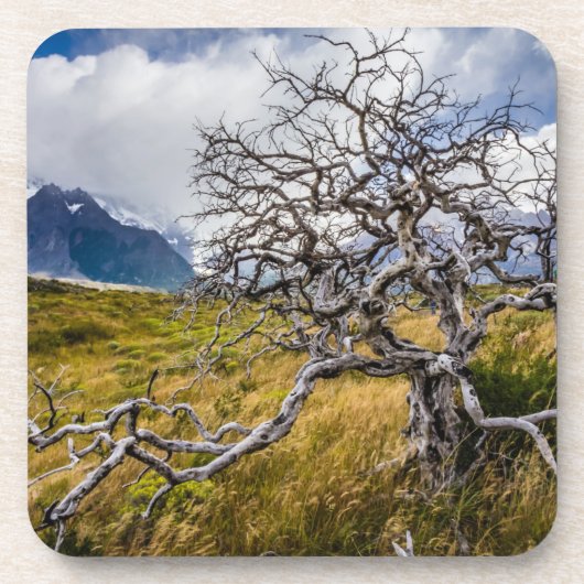 Brandstofboom, Torres del Paine, Chili Bier Onderzetter (Voorkant)