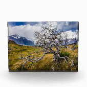 Brandstofboom, Torres del Paine, Chili Fotoblokken (Voorkant)