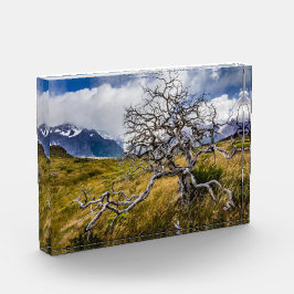 Brandstofboom, Torres del Paine, Chili Fotoblokken