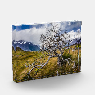 Brandstofboom, Torres del Paine, Chili Fotoblokken