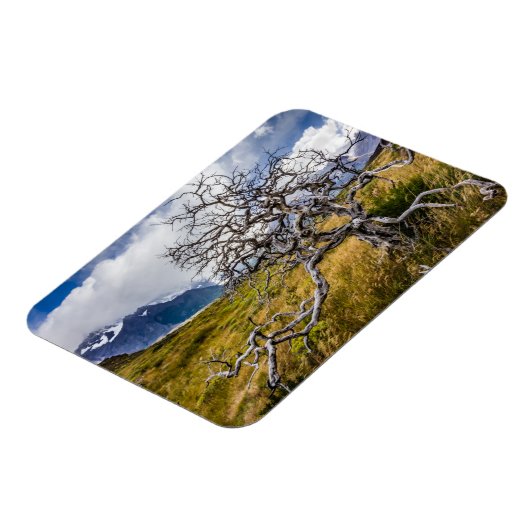 Brandstofboom, Torres del Paine, Chili Magneet (Linkerzijde)