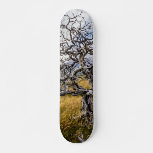 Brandstofboom, Torres del Paine, Chili Persoonlijk Skateboard