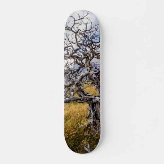Brandstofboom, Torres del Paine, Chili Persoonlijk Skateboard (Voorkant)