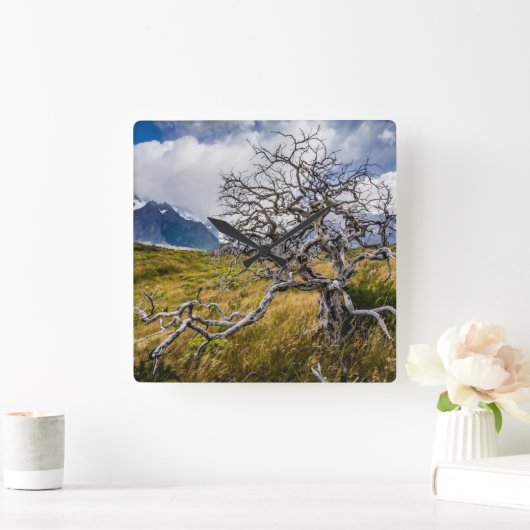 Brandstofboom, Torres del Paine, Chili Vierkante Klok (Huis)