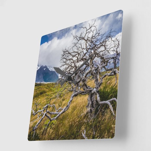 Brandstofboom, Torres del Paine, Chili Vierkante Klok (Hoek)