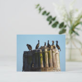 Brandt's aalscholver briefkaart (Staand voorkant)