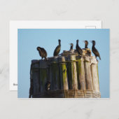 Brandt's aalscholver briefkaart (Voorkant / Achterkant)