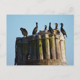 Brandt's aalscholver briefkaart