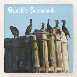 Brandt's aalscholver glazen onderzetter