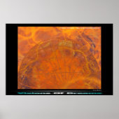 Brandweerbrein Poster (Voorkant)