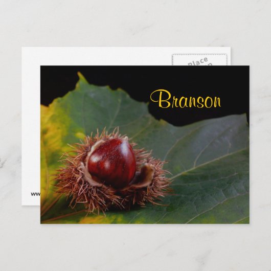 Branson Missouri, Autumn Leaf met Nut Briefkaart (Voorkant / Achterkant)