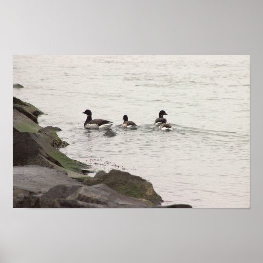 Brant Geese in Ocean Poster (Voorkant)