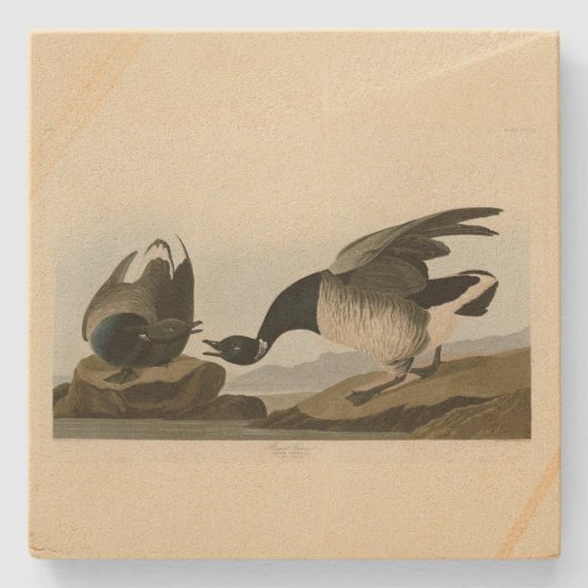 Brant Goose (Brant) uit Audubon Birds of America Stenen Onderzetter (Voorkant)