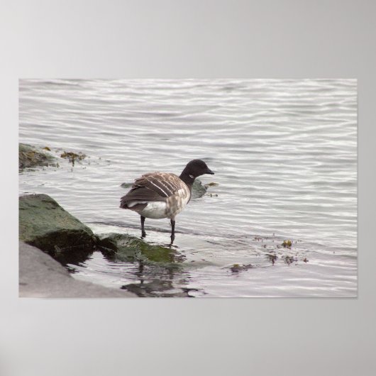 Brant Goose Photo Poster (Voorkant)