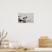 Brant Goose Photo Poster (Keuken)