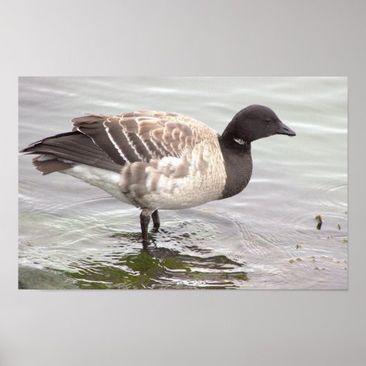 Brantgans Foto Poster (Voorkant)