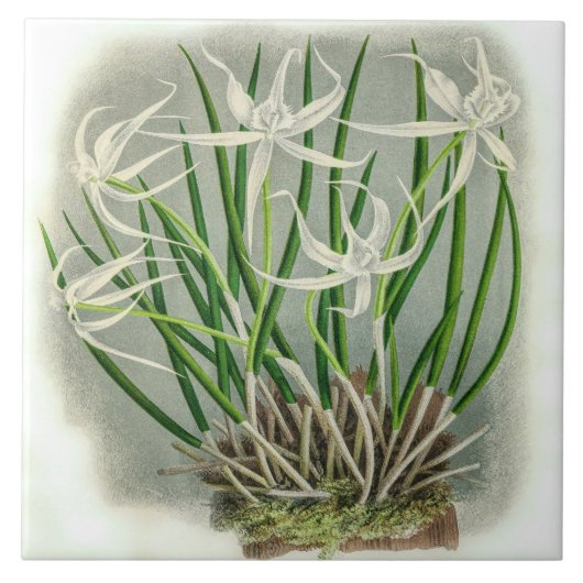 Brassavola Cuculatta Orchidee Flower Tegeltje (Voorkant)